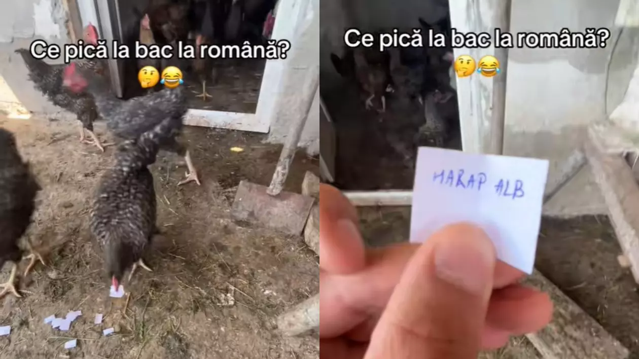 O găină ia în cioc o bucată de hârtie albă pe care scrie Harap - Alb