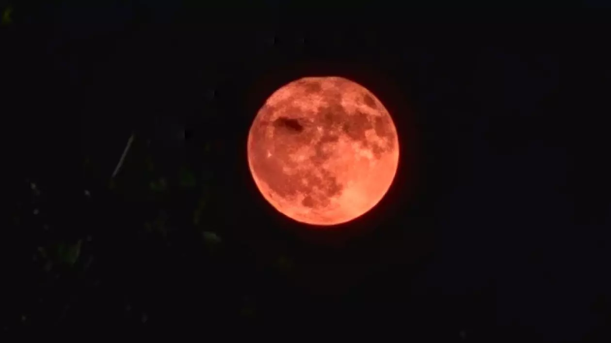 Luna plina, luna căpșuna