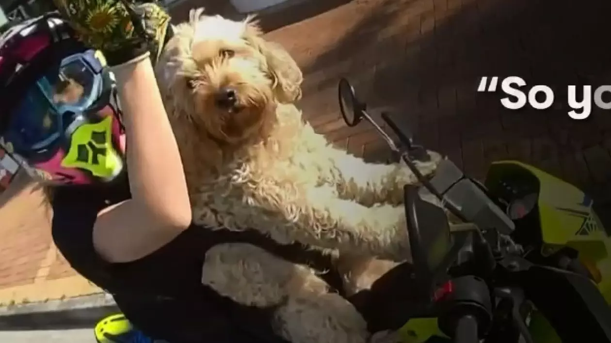 Amendă pentru o motociclistă și câinele ei copilot, în Australia: „Nu am mai văzut așa ceva” | VIDEO