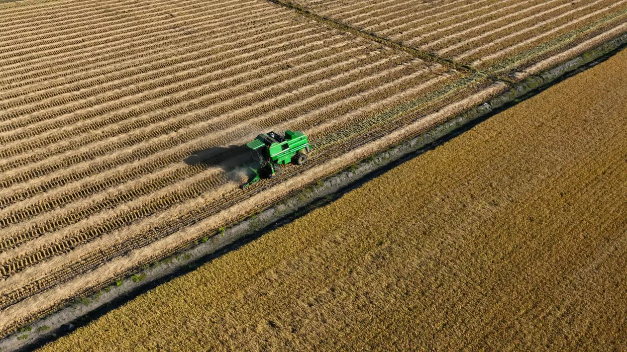 Fotografie aeriană care arată un culegător care lucrează în orezării