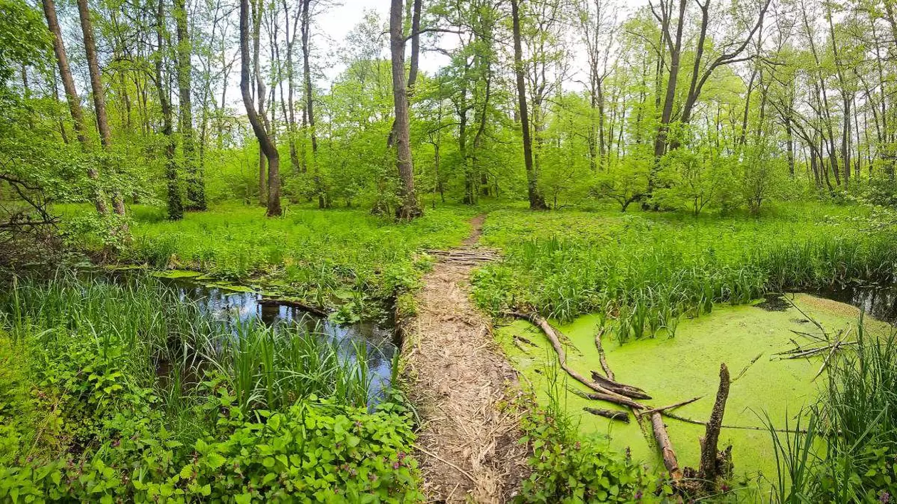 Pădurea Balotești și râul Vlăsia, parte din viitoarea Centură Verde București-Ilfov