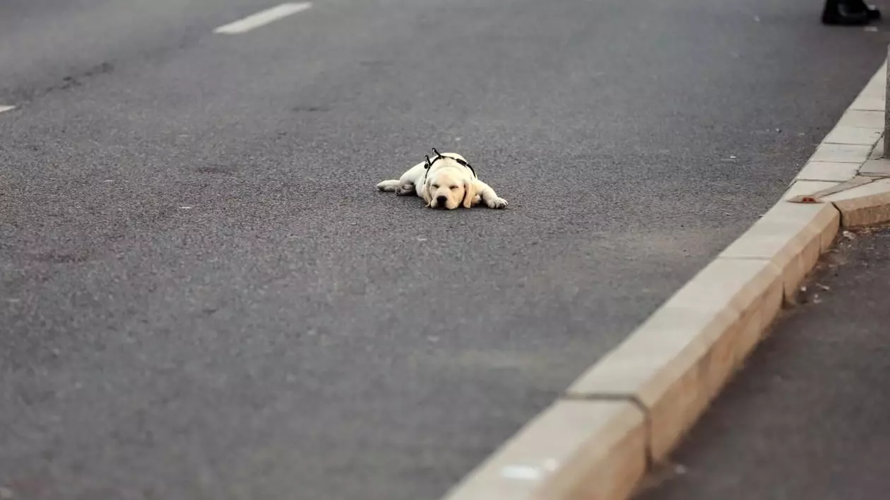 Un câine deschis la culoare și aproape adormit stă întins pe jos, pe asfalt, într-o zi caldă, București. În partea dreaptă se vede bordura