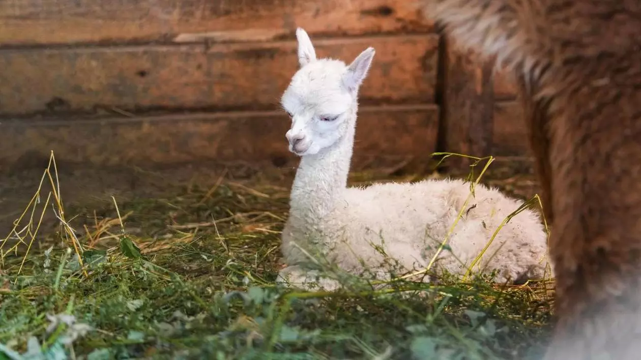 Imagine cu puiul alb de alpaca.