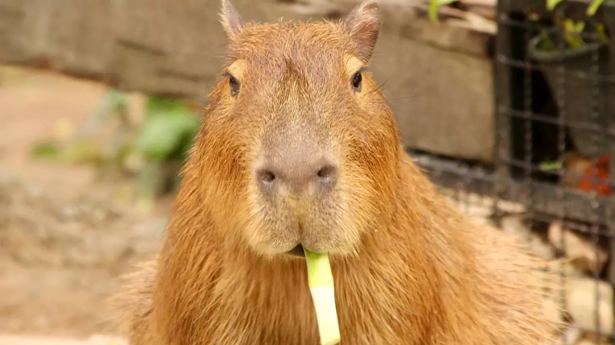 Un pui de capibara vesel care ține în gură o plantă și o mănâncă