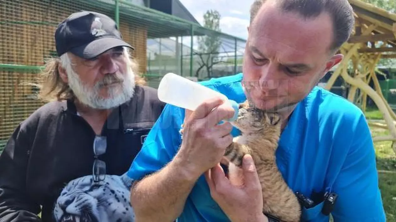 Un medic veterinar îmbrăcat în halat albastru hrănește cu biberonul un pui de ligru abia născut, iar lângă el se află un alt bărbat cu barbă și șapcă neagră care se uită la animal