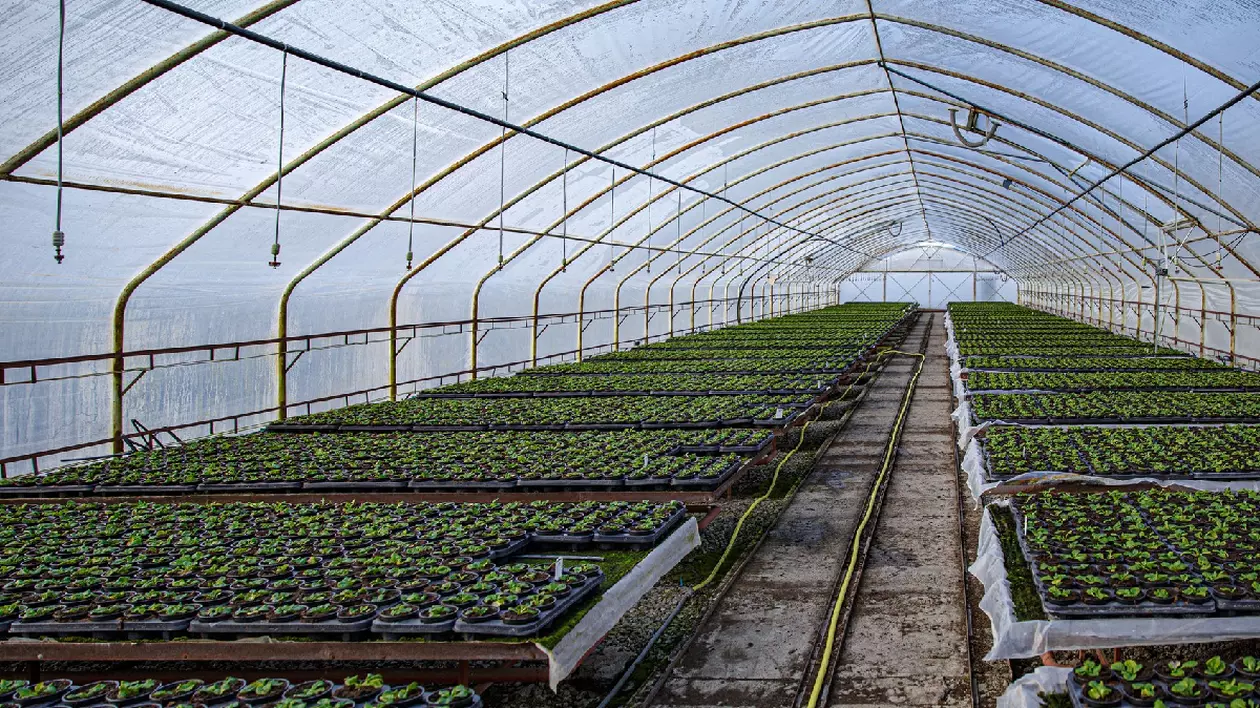 o seră acoperită în care se află mai multe plante, cu rândurile ordonate și foarte îngrijită