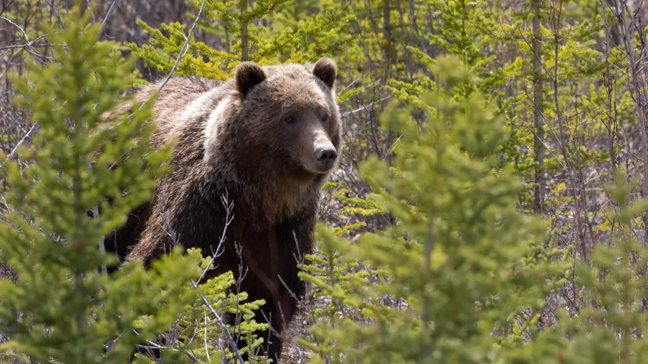 Urs grizzly într-o pădure din Canada