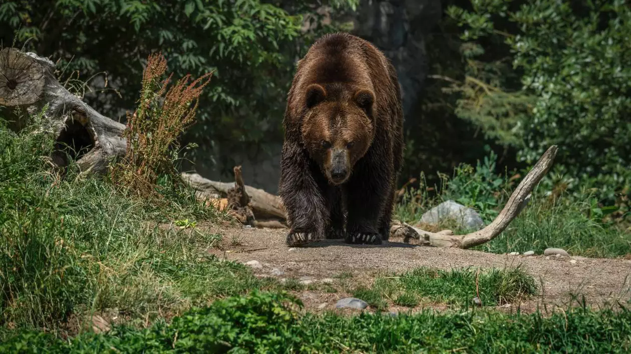 Un urs sălbatic maro mergând pe o potecă din pădure.