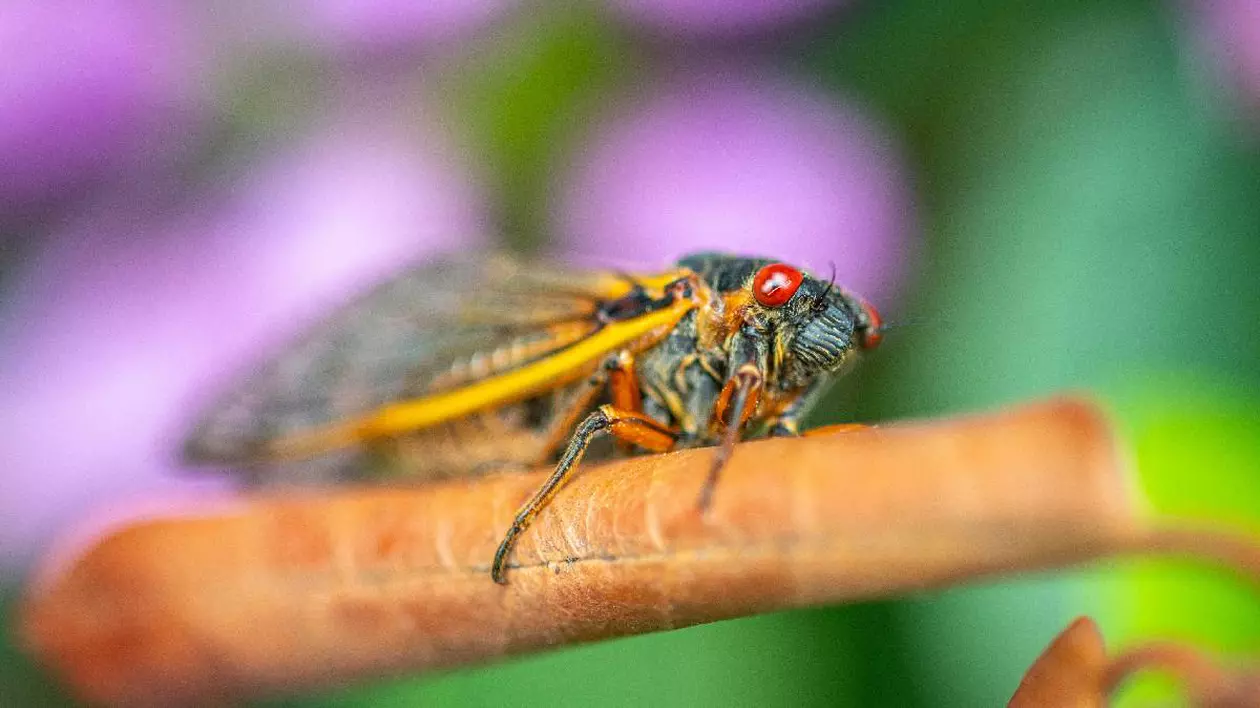 În imagine e o cicadă, insecta care țârâie puternic în zilele de vară, stând pe o creangă de copac