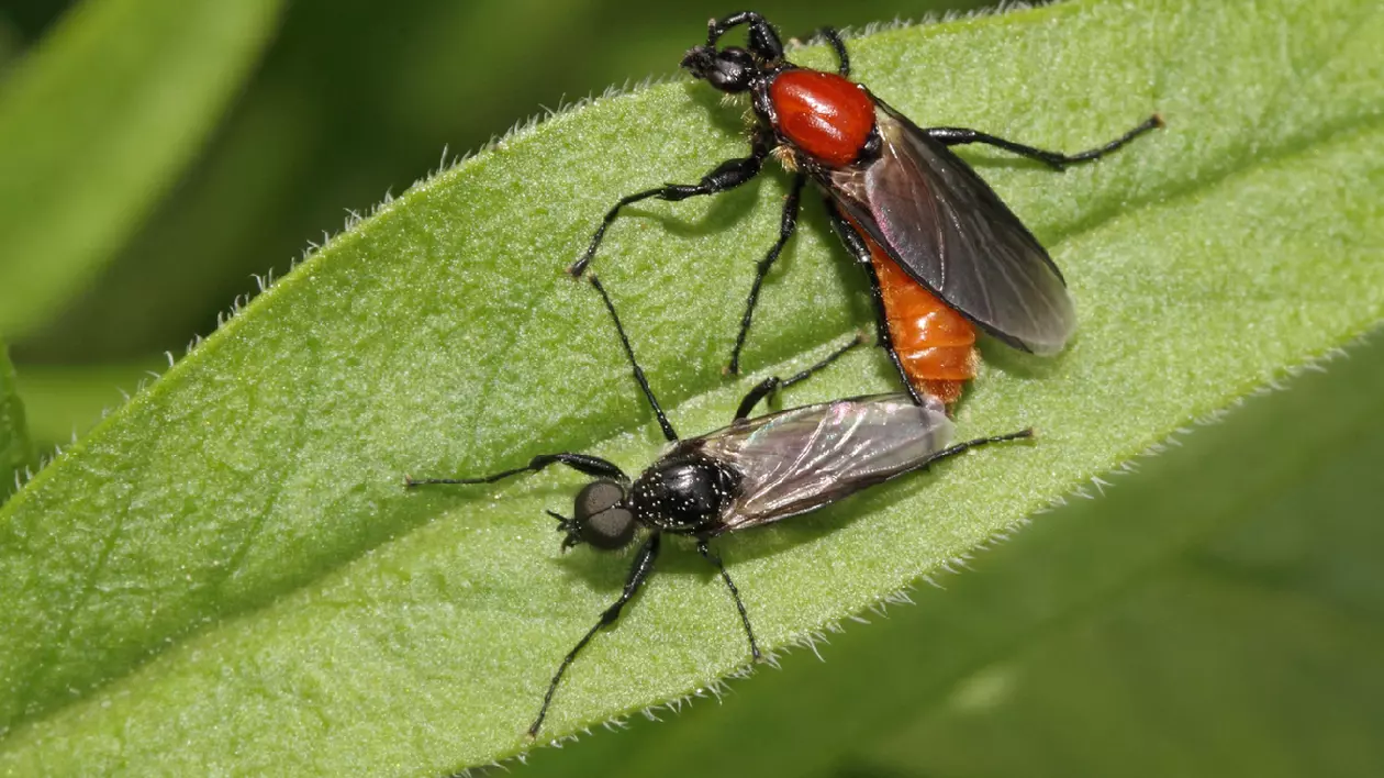 două insecte lovebugs pe o frunză verde