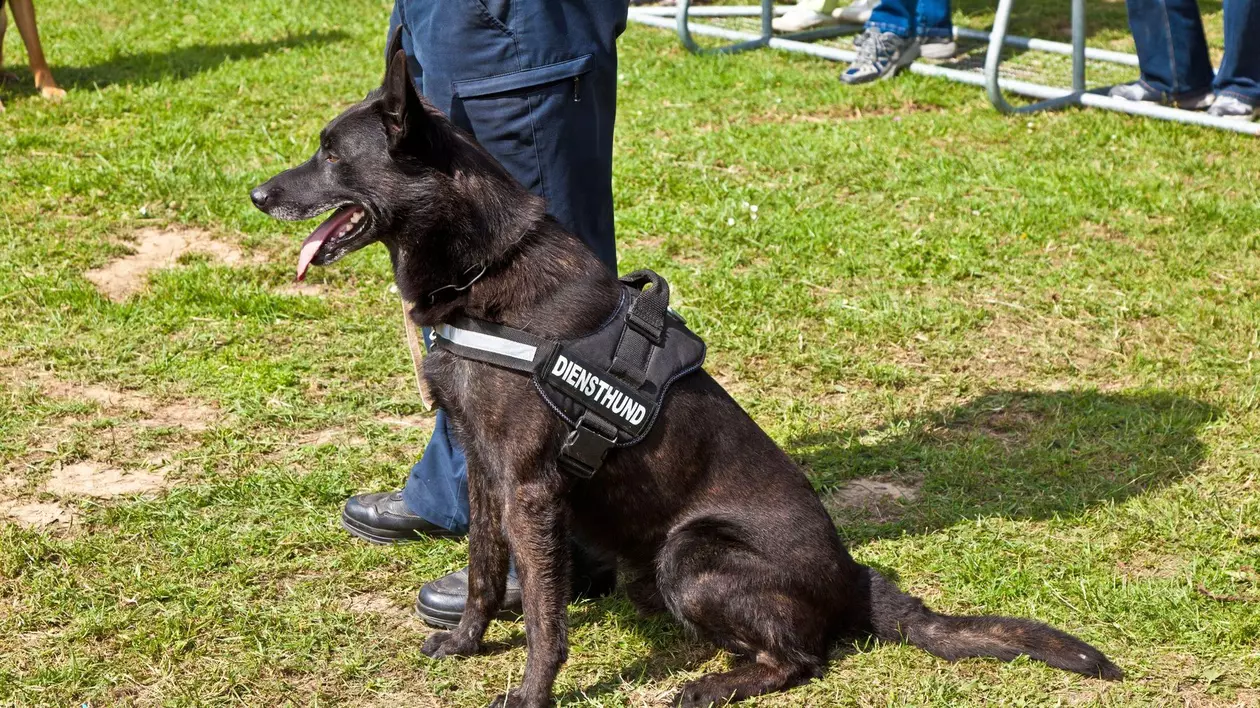 Imagine cu un câine care se află lângă picioarele unui polițist. Patrupedul are limba scoasă