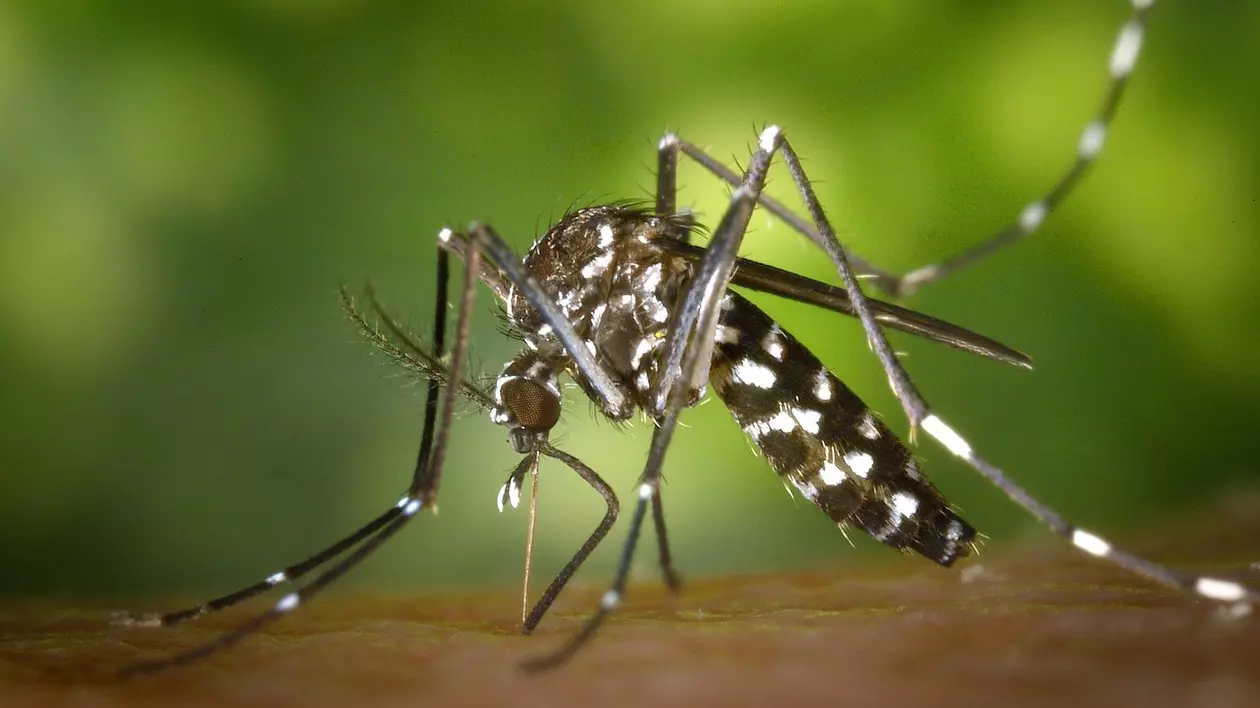 Europa este expus&#259; bolilor infec&#539;ioase exotice &#537;i virusurilor zombi, din cauza schimb&#259;rilor climei