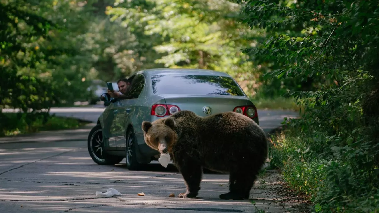 Un urs mănâncă un sandviș aruncat de un tursit, în timp ce un șofer filmează cu telefonul mobil, pe 29 septembrie 2023, pe un drum din Covasna, România.