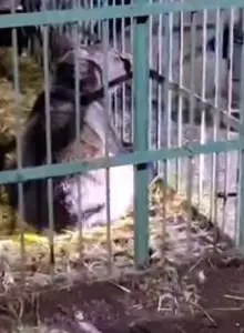 Ce s-a întâmplat cu ursul care a speriat Câmpina după ce a fost prins de polițiști