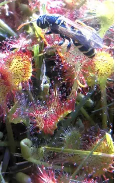 plante8