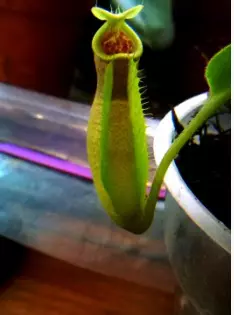 plante2