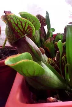 plante4