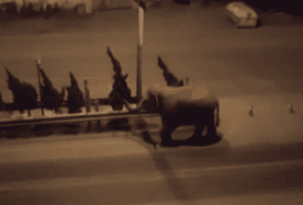 Screenshot 2021-08-10 at 16-45-52 China transfixed by elephants long trek from Yunnan home