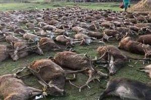 SHOCKING 540 deer and wild boar killed in private hunt involving 16 people