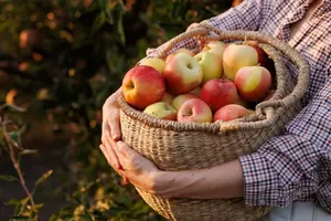 Cum păstrezi corect merele peste iarnă, ca să reziste până în primăvară