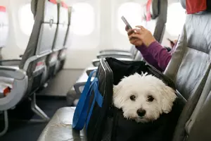 Cum călătoreşti cu animalul de companie în avion. Cum îl pregătești pentru mașină sau avion