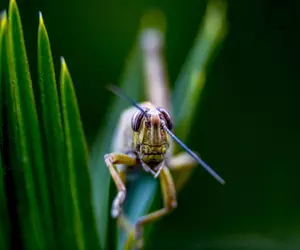 Lăcusta călătoare, aprobată drept ingredient alimentar de Comisia Europeană. O singură altă insectă a mai fost autorizată pentru consum în UE