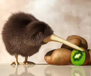 Pasărea kiwi – curiozități și lucruri surprinzătoare despre această pasăre