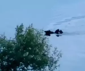 VIDEO. Imagini impresionante cu o ursoaică ce traversează Lacul Paltinu cu puii pe spate: „Operațiune specială!” 