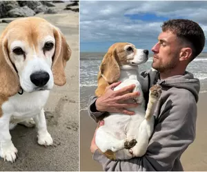 Fotbalistul Aaron Ramsey oferă 20.000 de dolari pentru a-și găsi cățelușa dispărută: „Ne vrem fata înapoi”