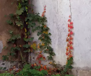 Temperaturi de 18 grade Celsius în zilele următoare. Prognoza meteo ANM pentru perioada 7-15 martie 2026