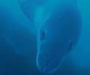 Un leopard de mare de patru metri, filmat de exploratorii polari din Antarctica: „Atunci când un gigant se uită la tine de la o lungime de braț, ai furnicături pe spate” | VIDEO