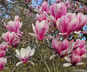 RADAr CULTURAL. Legenda Meșterului Magnolie