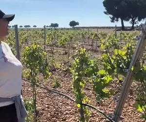 Românca din Spania care face angajări pe TikTok caută din nou muncitori la vița-de-vie în Ciudad Real: „E o muncă super ușoară”