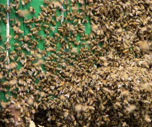 Un „oraș” cu peste 5.500.000 de albine a fost găsit sub un cimitir. Insectele trăiesc acolo de peste 100 de ani