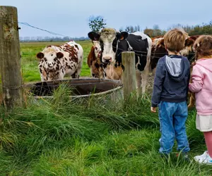 Cum poți petrece un weekend diferit la munte în România: 33 de ferme din Harghita își deschid porțile pentru turiști și copii