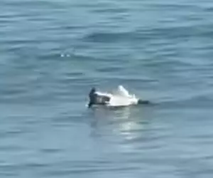 Rămășițe de dronă găsite în apă la Mamaia, în zona plajei Loft | VIDEO