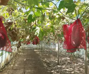 Pepenele de iarnă, cultivat în Buzău, care poate sta un an în cămară fără să se strice