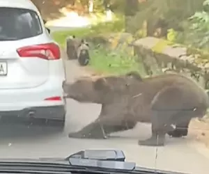 O ursoaică a smuls bara unei mașini, în timp ce autoturismul era în coloană pe Transfăgărășan