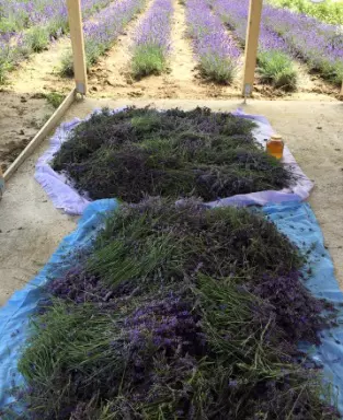 lavanda2