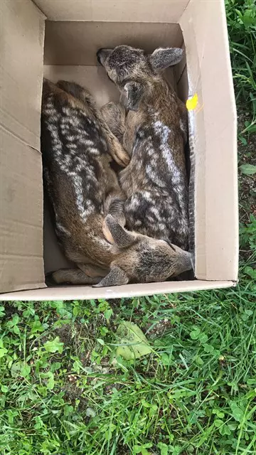 pui-de-caprioara-3_360x640