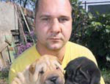 Shar Pei O Rasa De Caini De Lux Stiri Libertatea Libertatea