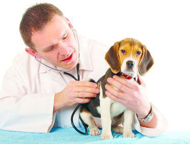 Leafa Unui Medic Veterinar 5 850 De Lei Bani și Afaceri Stiri