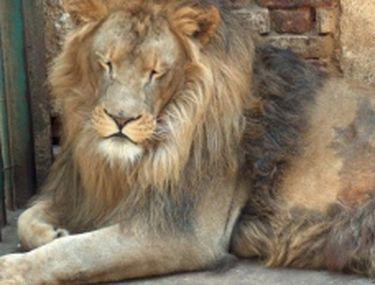 Copil De Sase Ani Rănit Grav De Un Leu De La Grădina Zoologică