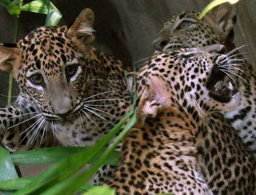 Foto Trei Pui De Leopard Orfani Cele Mai Triste Animale Din