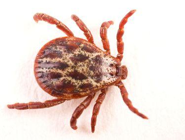 Există Leac Pentru Boala Lyme Lifestyle Libertatea Libertatea