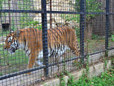 Intrare Gratuită La Zoo Bucuresti Pentru Cei Care Se Deghizează In
