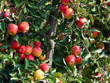 Dieta de slabit cu mere si iaurt – O viață confortabilă
