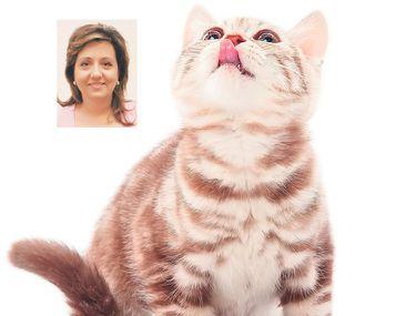 Simandicoasă La Mancare Iată Cum Iţi Faci Pisica Să Spele