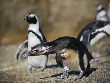 7 Lucruri Neștiute Despre Pinguini Uite Cum Fac Sex Focile Cu Ei