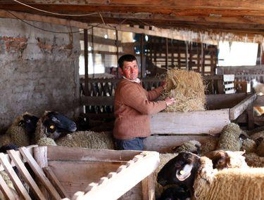 Doi Călărăseni Au Investit Intr O Rasă De Oi Cu 30 Mai Mari Decat Celelalte Oaia Carabasa Cea Mai Veche Rasă Romanească Stiri Libertatea Libertatea